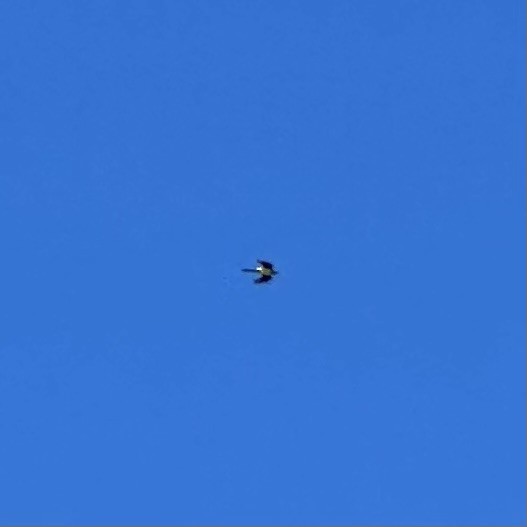 Blue-winged Parrot - ML643217091
