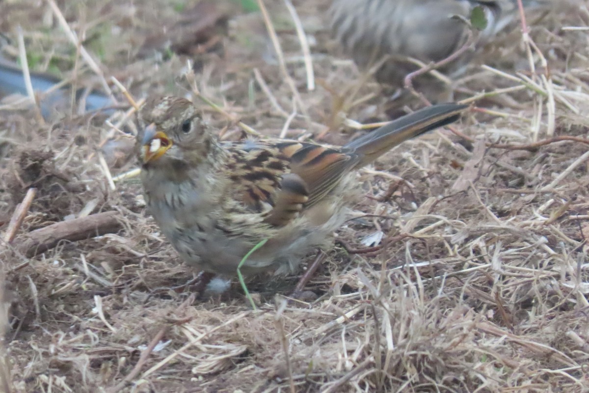 White-crowned Sparrow (nuttalli) - ML643217096