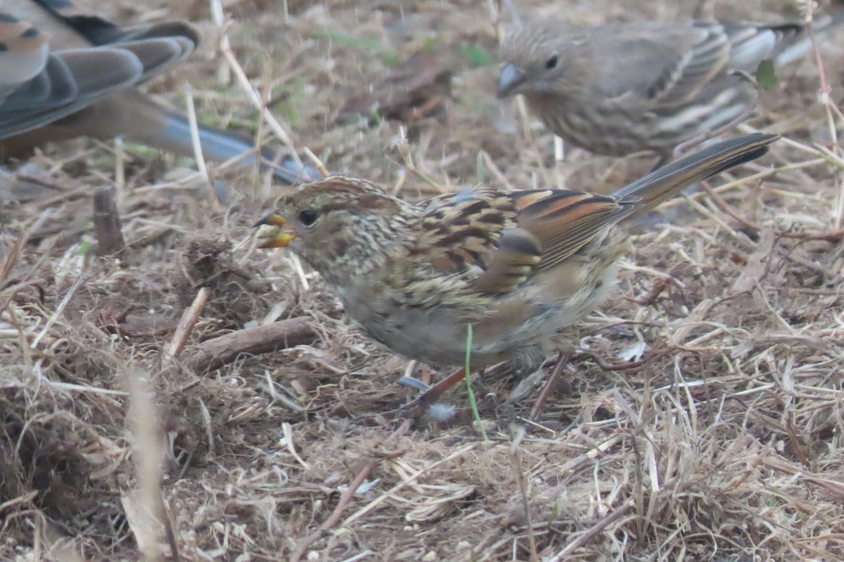 White-crowned Sparrow (nuttalli) - ML643217097