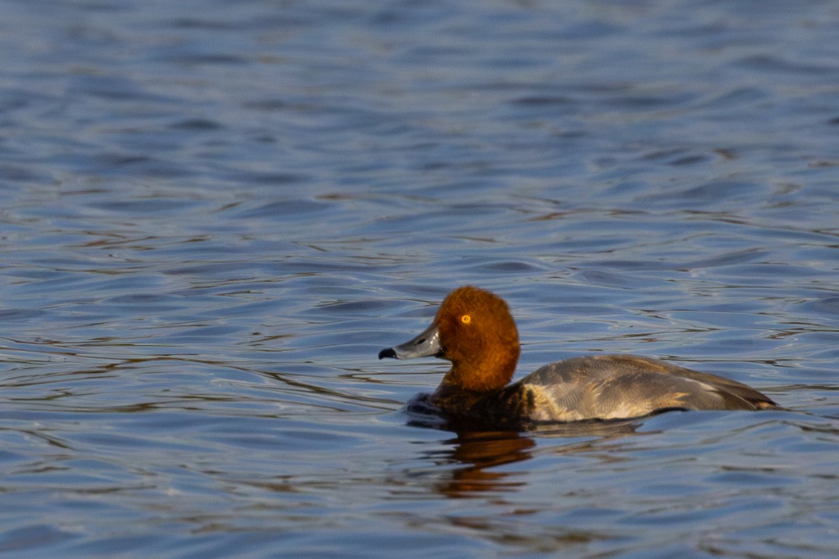 Redhead - ML643217101