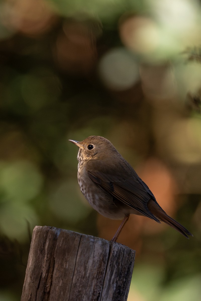 Hermit Thrush - ML643217104