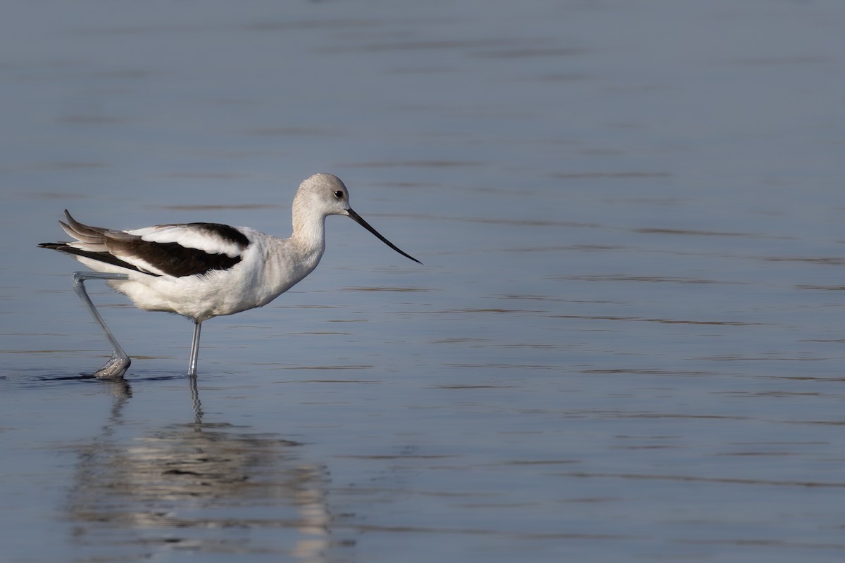 American Avocet - ML643217114