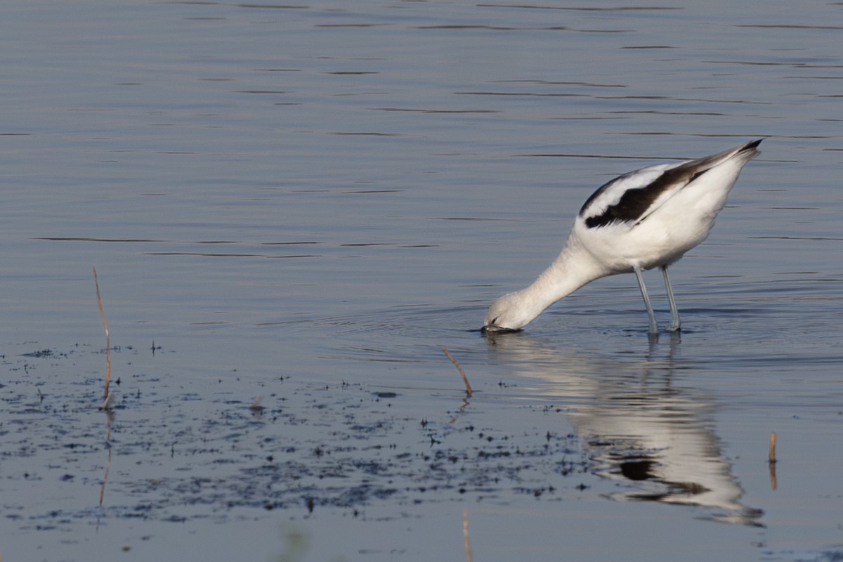 American Avocet - ML643217115