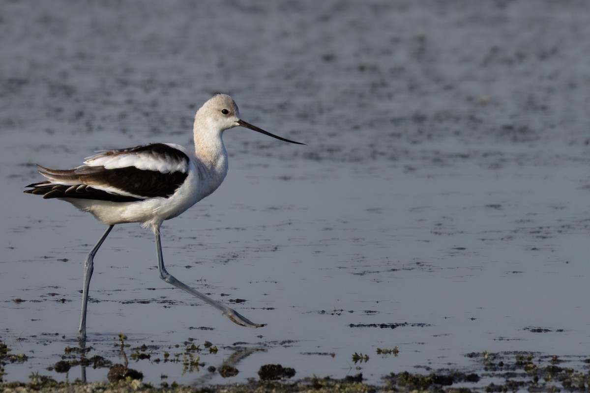 American Avocet - ML643217116