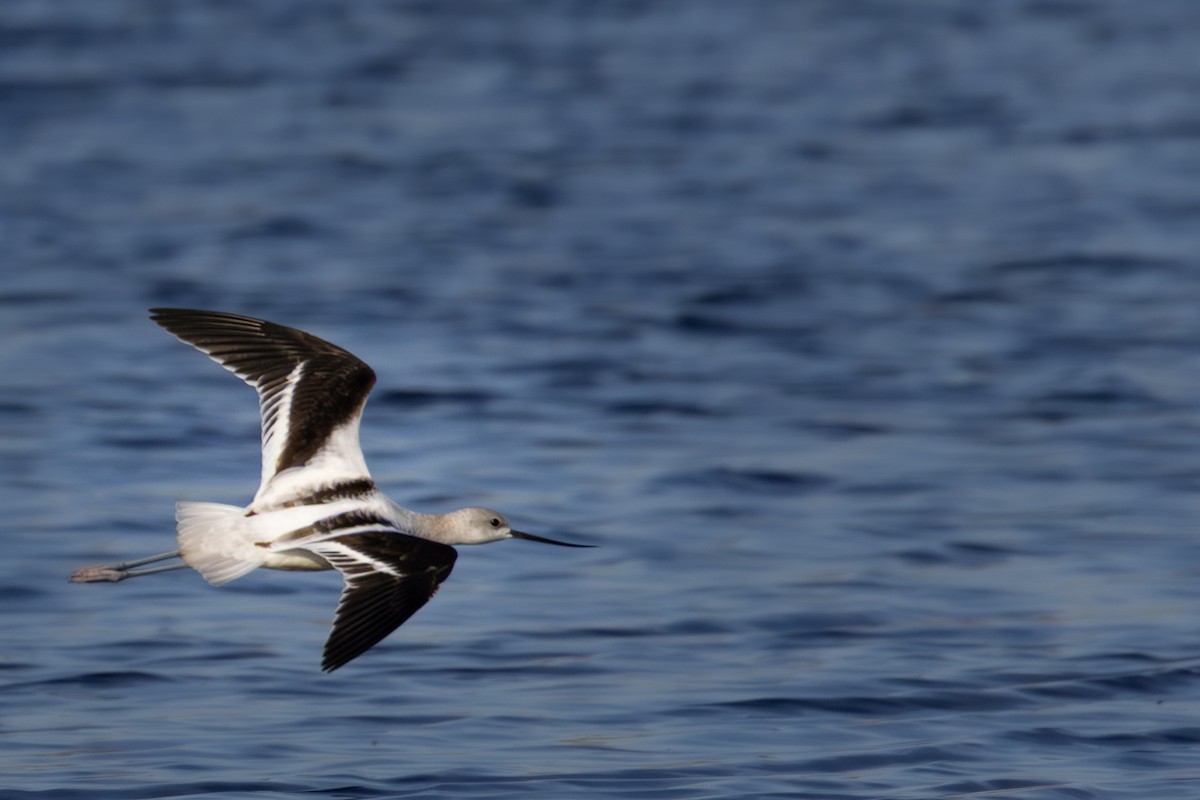 American Avocet - ML643217117