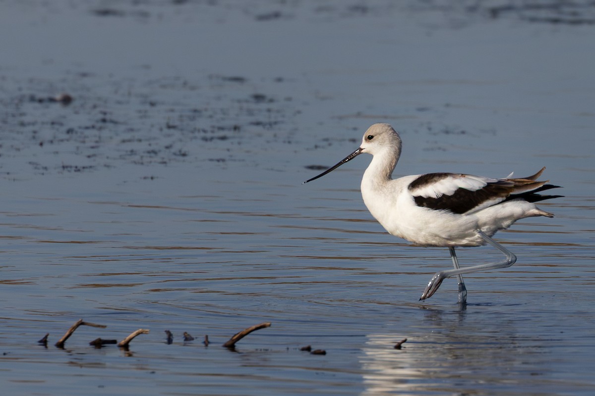American Avocet - ML643217118
