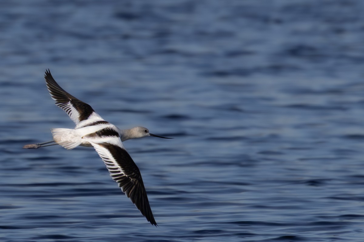 American Avocet - ML643217119