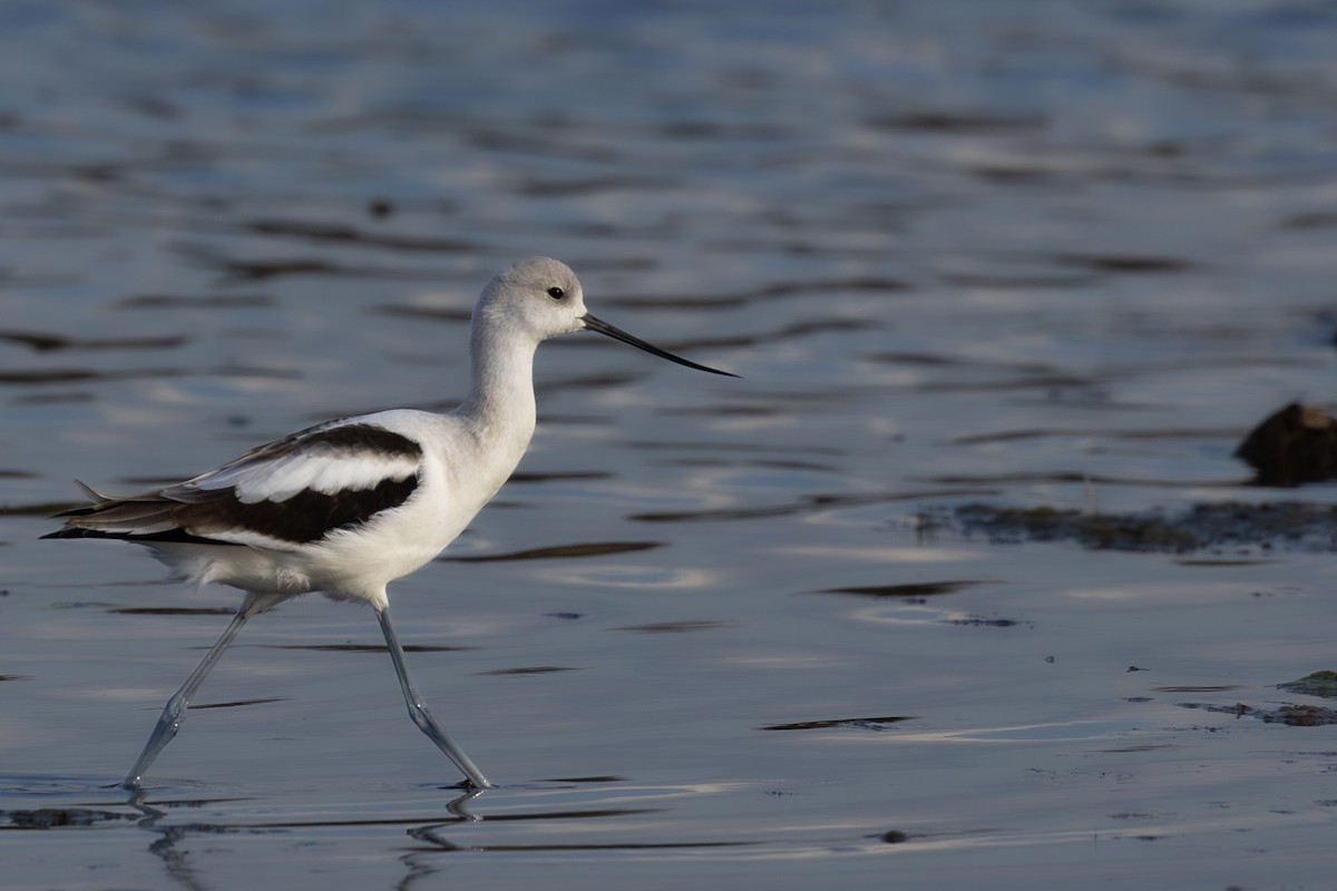 American Avocet - ML643217120