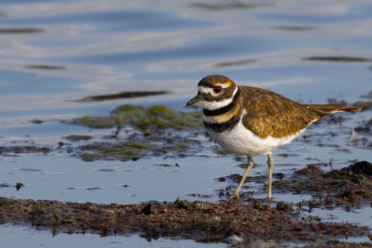 Killdeer - ML643217141