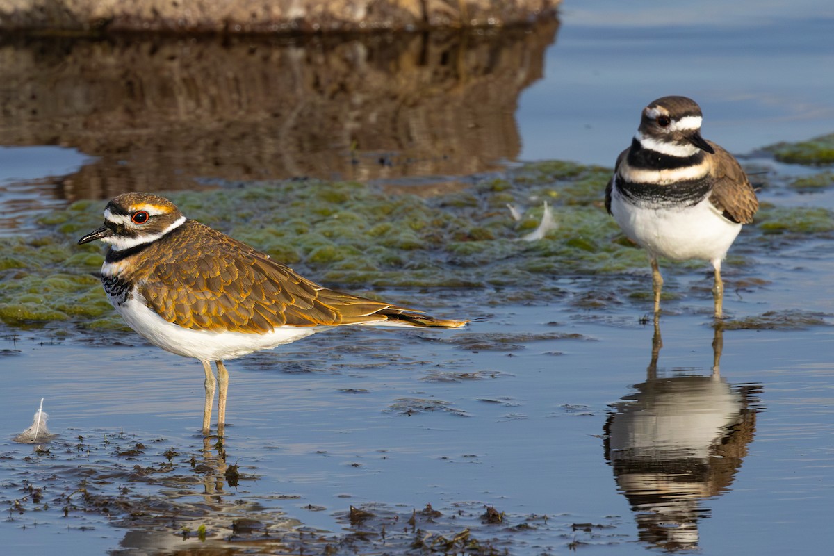 Killdeer - ML643217142