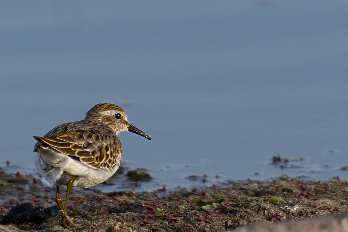 Least Sandpiper - ML643217151