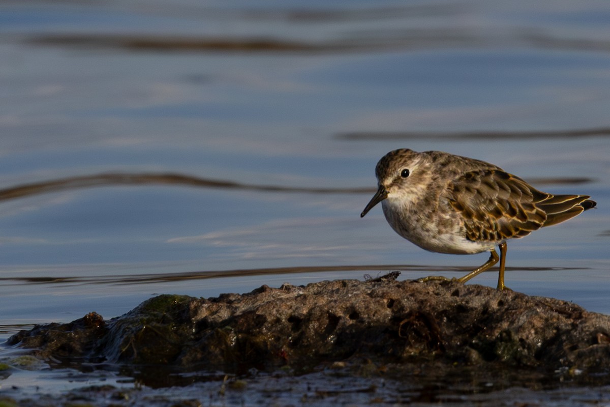 Least Sandpiper - ML643217152