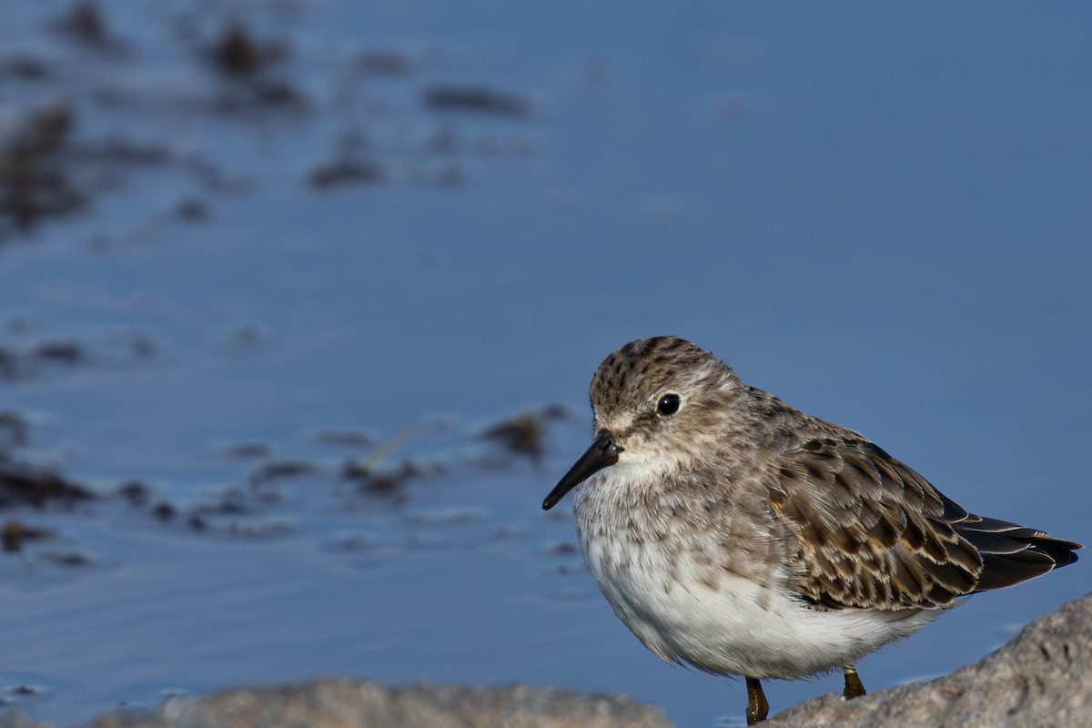 Least Sandpiper - ML643217153