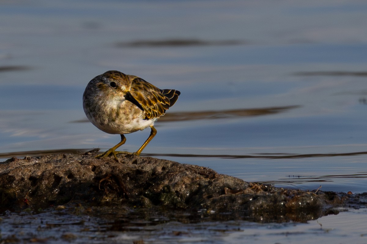 Least Sandpiper - ML643217154
