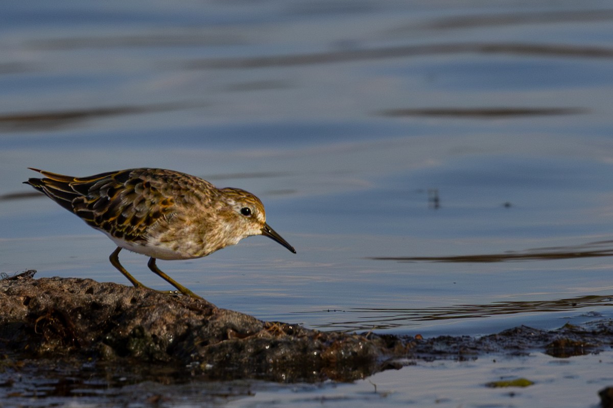 Least Sandpiper - ML643217155