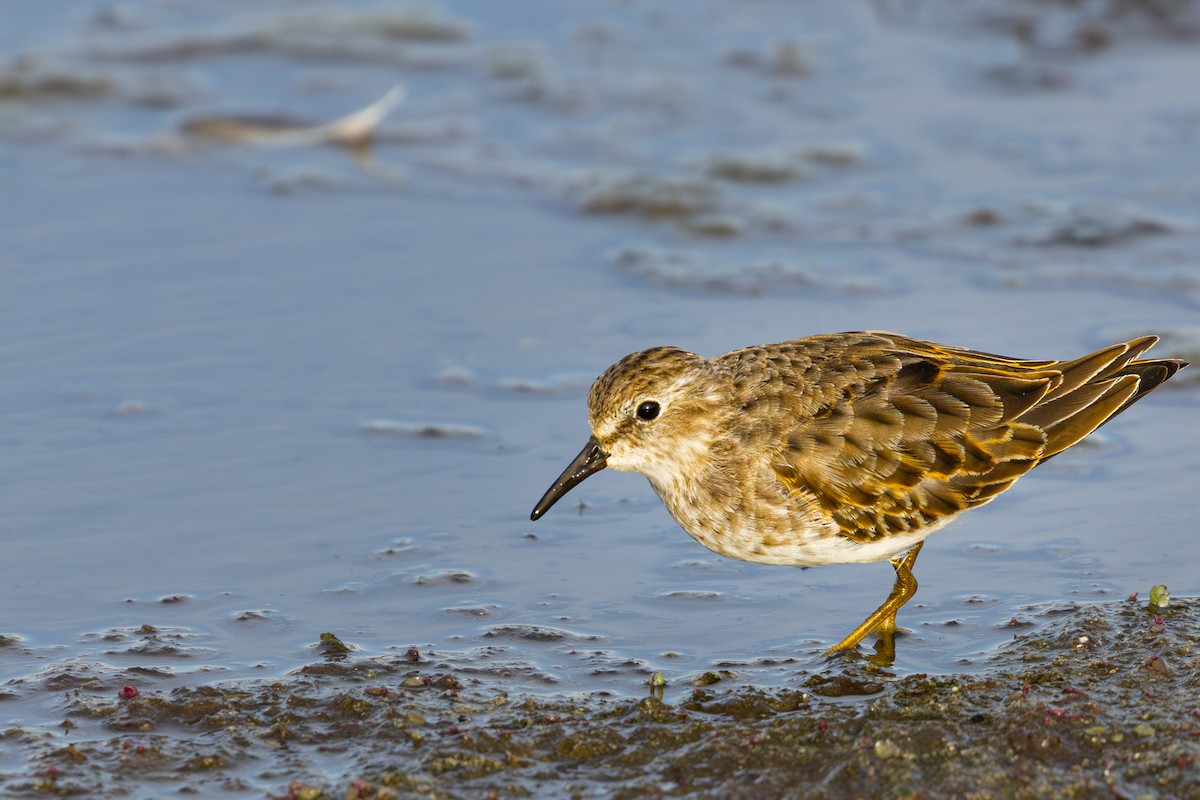 Least Sandpiper - ML643217156