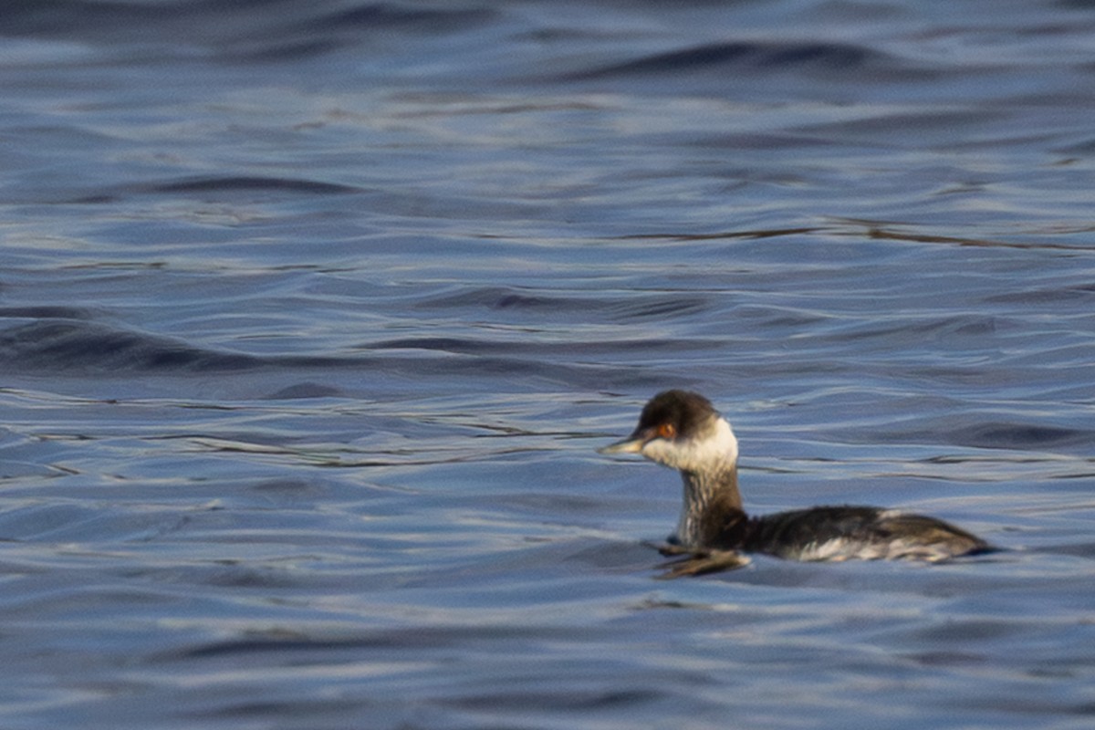 Eared Grebe - ML643217160