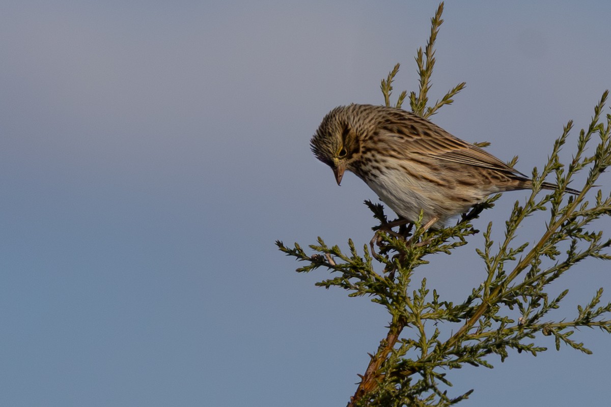Savannah Sparrow - ML643217174