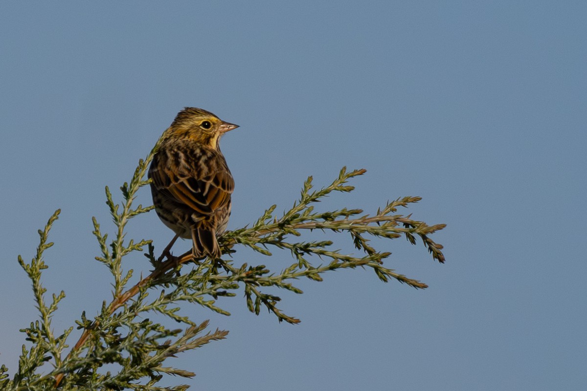 Savannah Sparrow - ML643217175