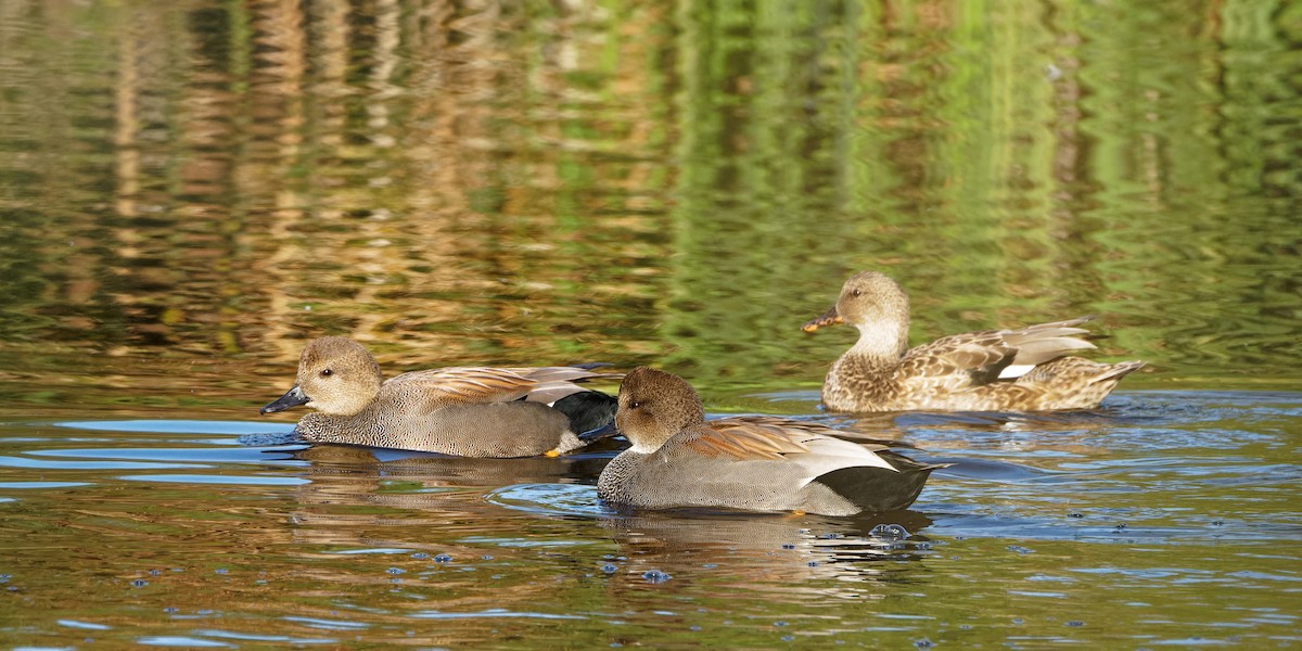 Canard chipeau - ML643217193