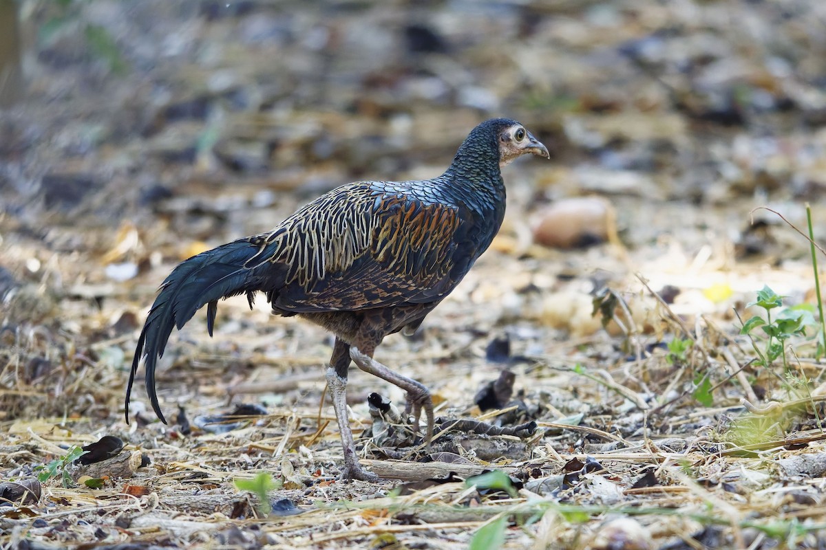 Coq de Java - ML643217196