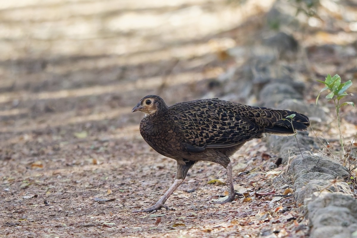 Coq de Java - ML643217197
