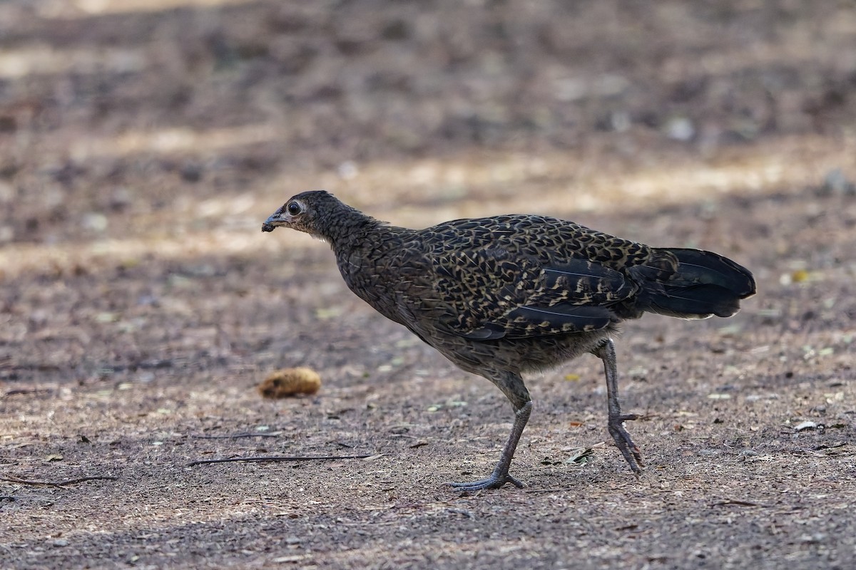 Coq de Java - ML643217198