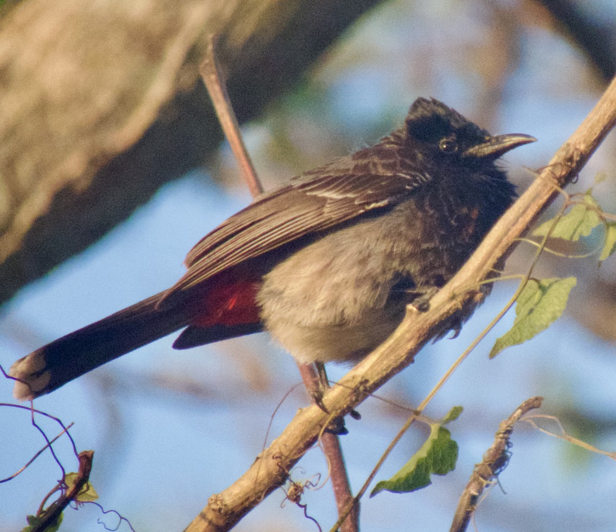 Bulbul à ventre rouge - ML643217205