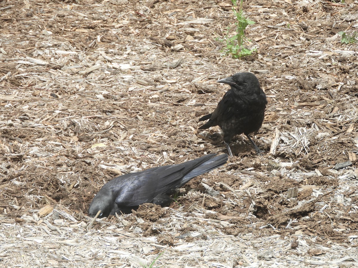 Petit Corbeau - ML643217206