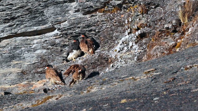 Mountain Caracara - ML643217209