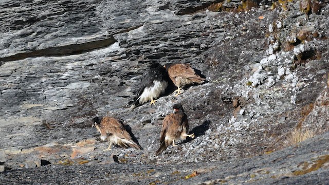 Mountain Caracara - ML643217240