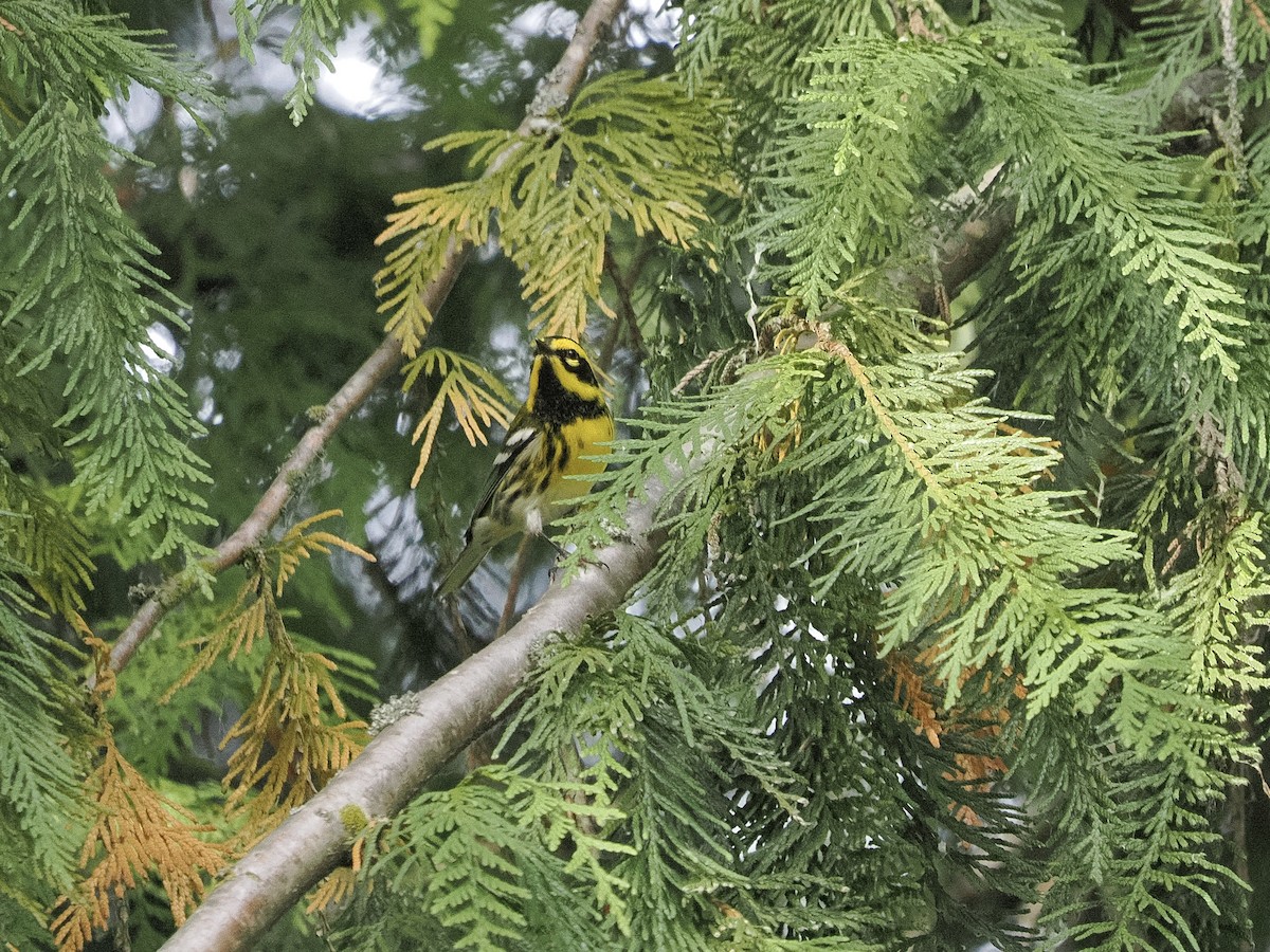 Townsend's Warbler - ML643217242
