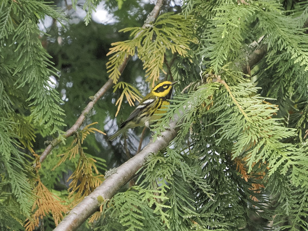 Townsend's Warbler - ML643217243