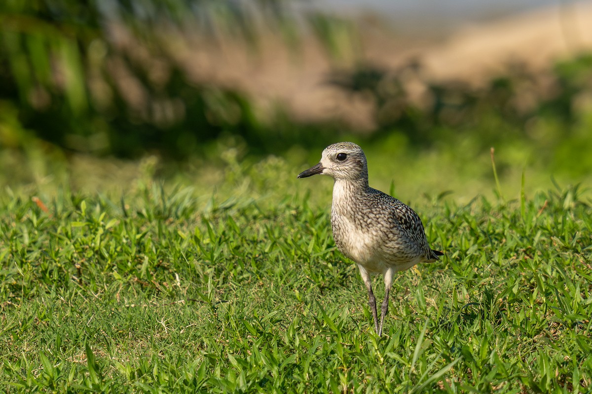 Black-bellied Plover - ML643217247