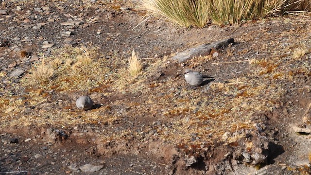 Glacier Finch - ML643217249