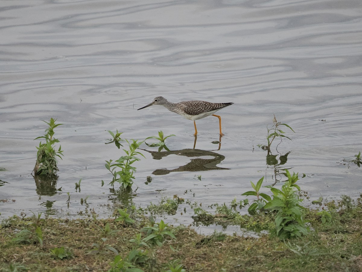 Greater Yellowlegs - ML643217258