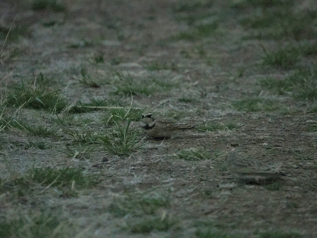 Horned Lark - ML643217260