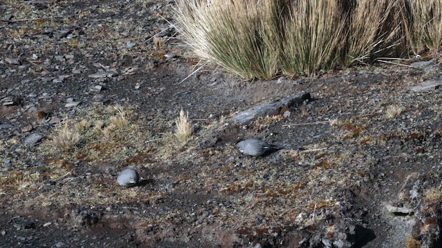 Glacier Finch - ML643217261