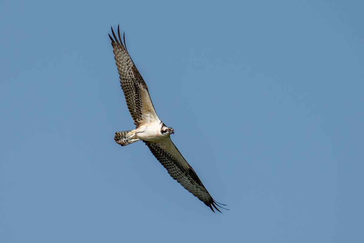 Osprey - ML643217278