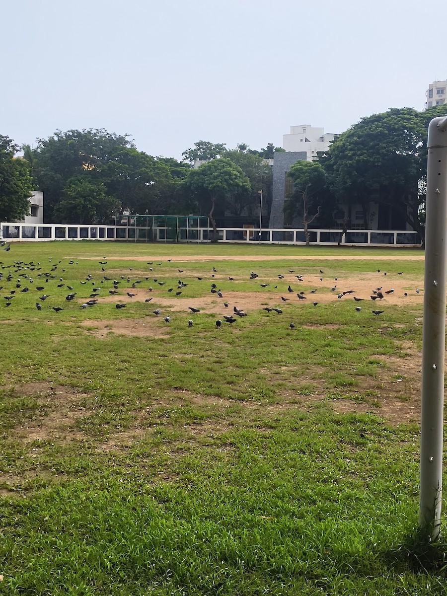 pigeon/dove sp. - ML643217280