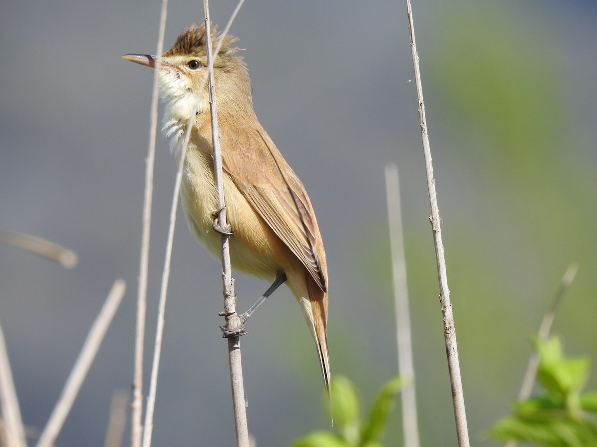 Australian Reed Warbler - ML643217285