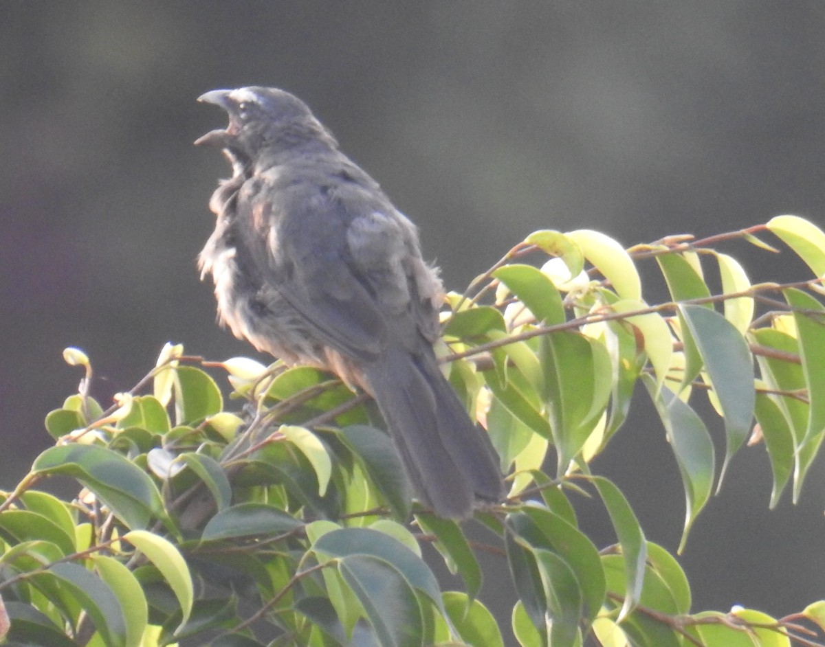 Cinnamon-bellied Saltator - ML643217286