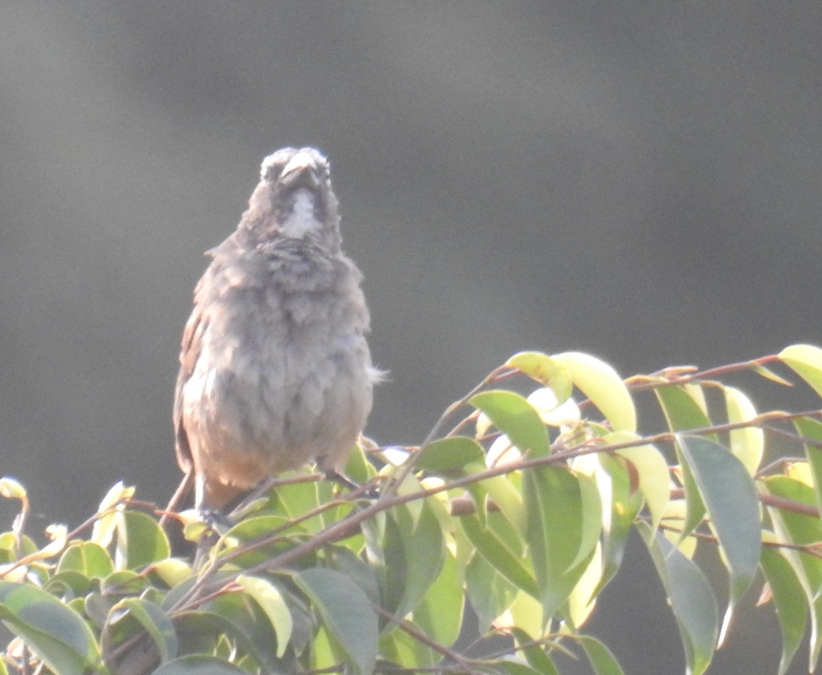 Cinnamon-bellied Saltator - ML643217287