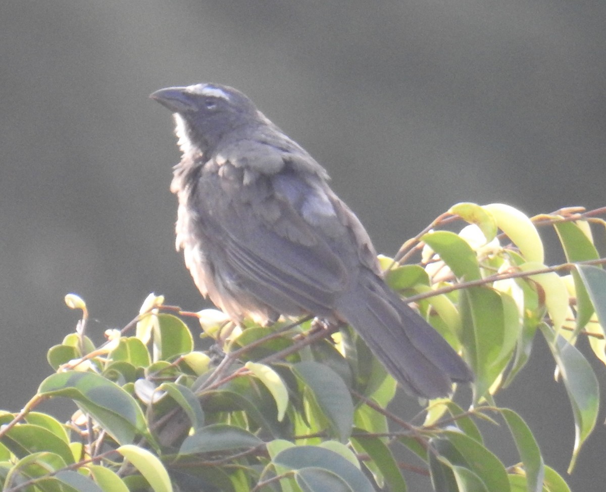 Cinnamon-bellied Saltator - ML643217288