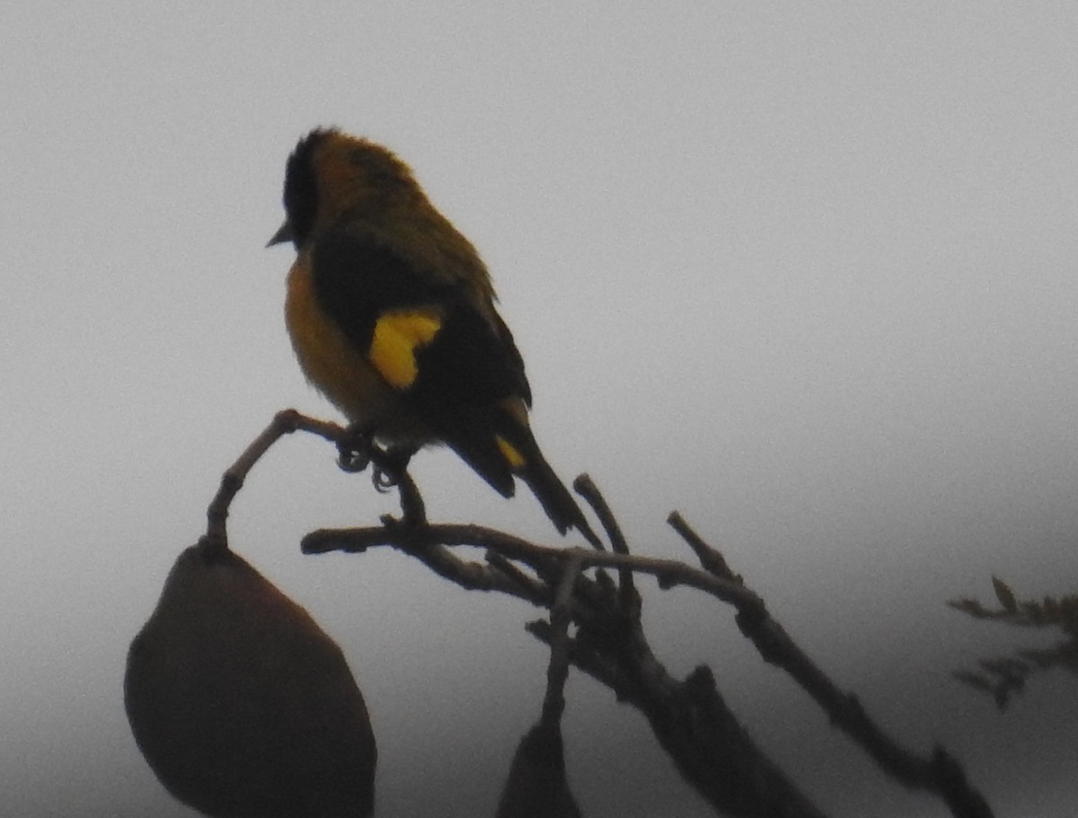 Black-headed Siskin - ML643217343