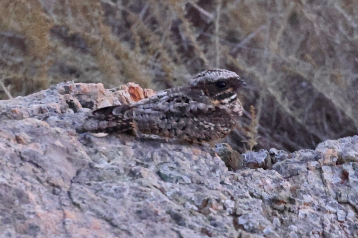 Common Poorwill - ML643217352