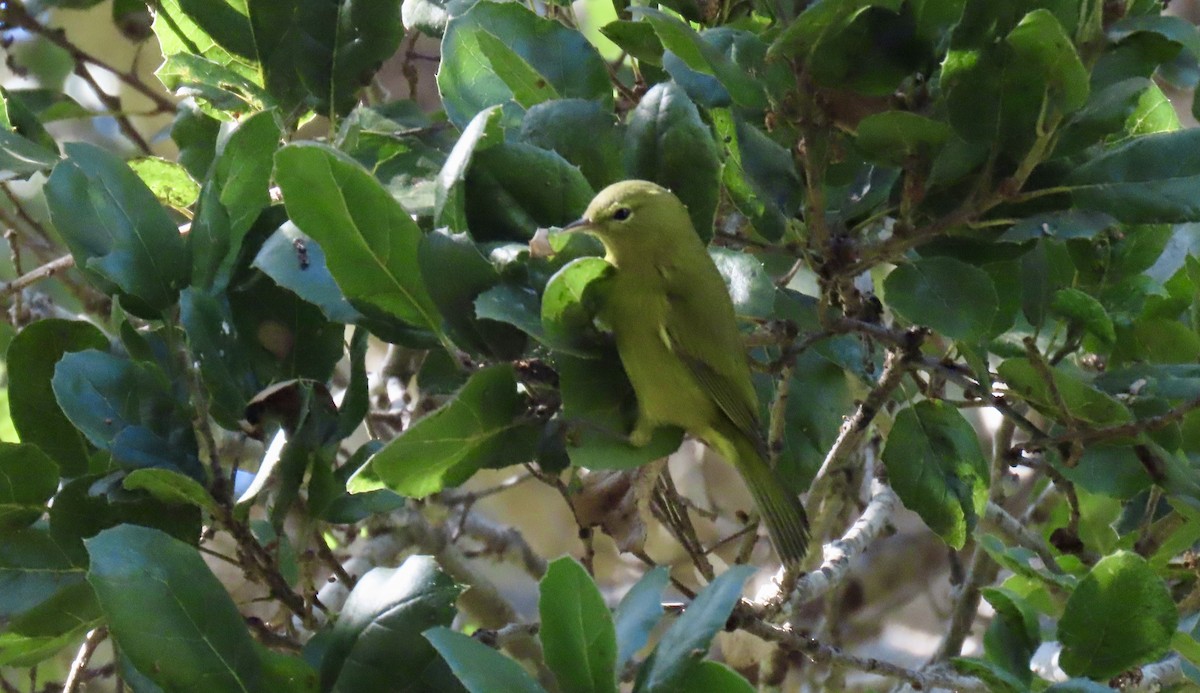 Orange-crowned Warbler - ML643217382