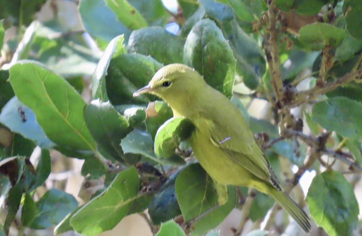 Orange-crowned Warbler - ML643217383