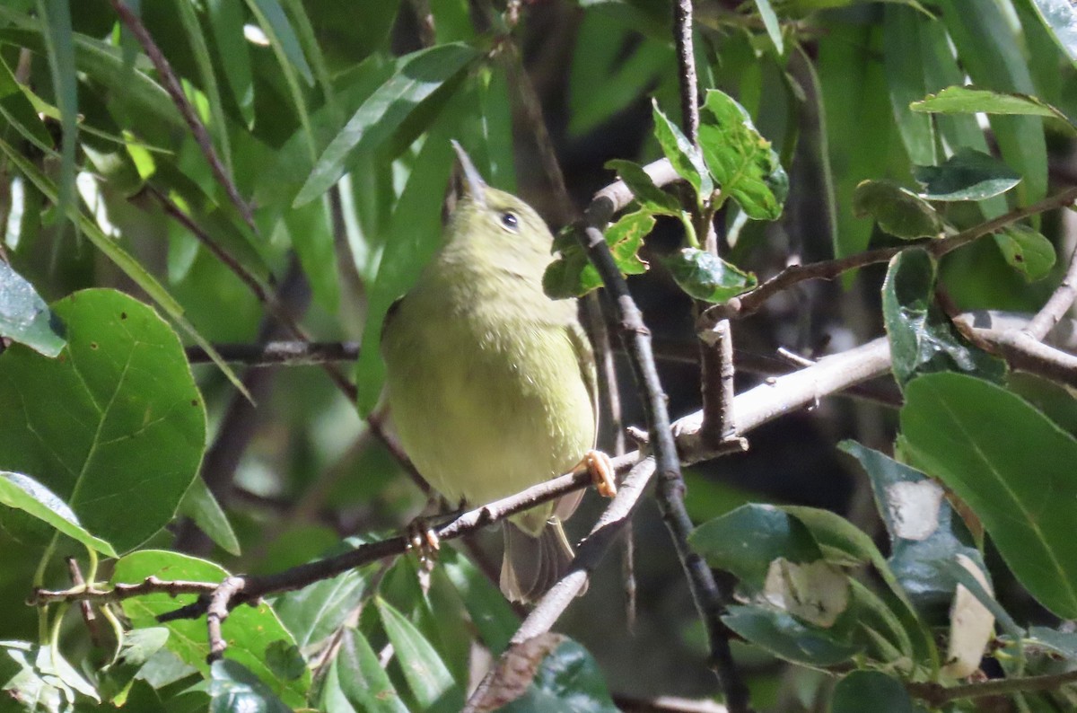 Orange-crowned Warbler - ML643217384