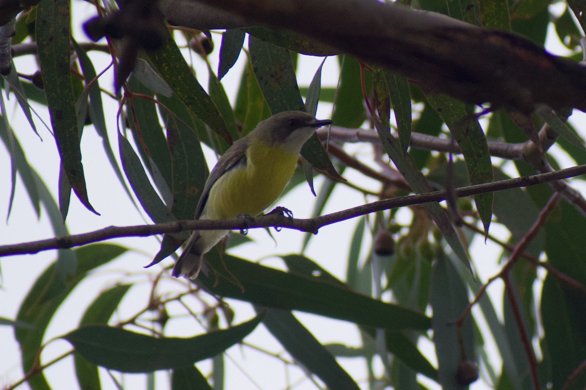 White-throated Gerygone - ML643217390